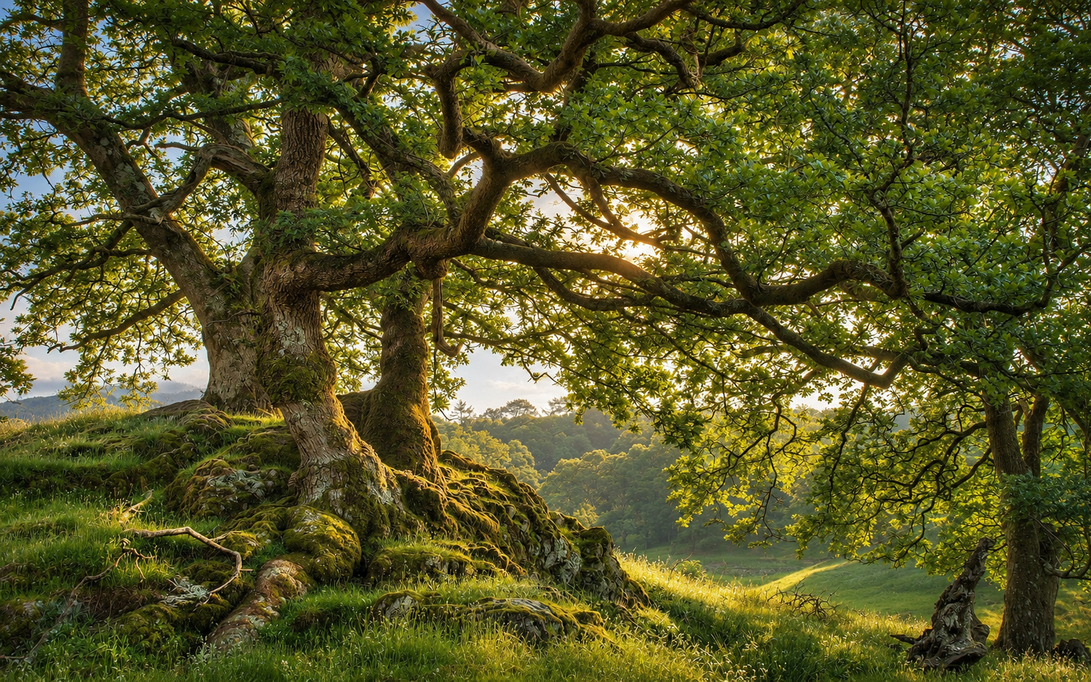 Ancient Oak